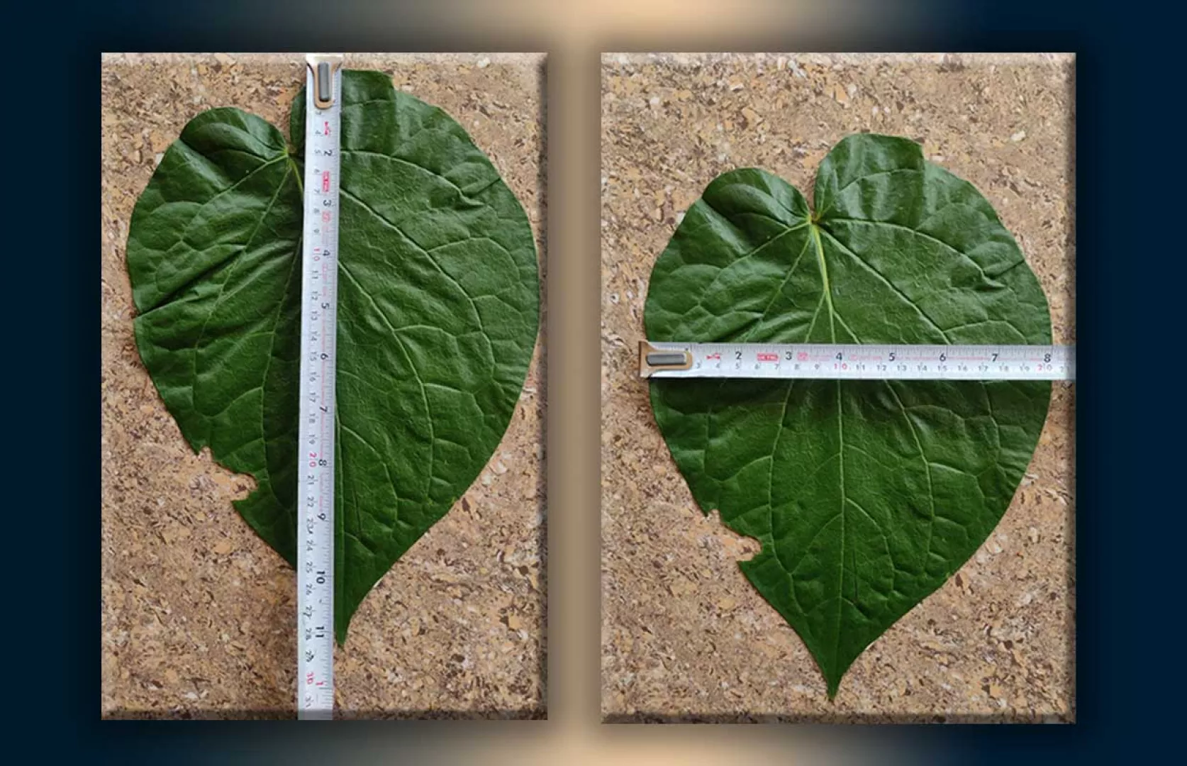 BIGGEST BETEL LEAF GROWN BY AN INDIVIDUAL